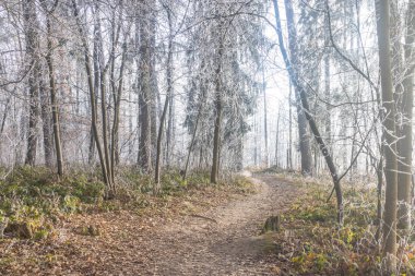 Sakin, dolambaçlı bir yol buz tutmuş bir ormanın içinde dolanıyor. Güneş ışığı ağaçların arasından süzülüp yerdeki taze yaprakları aydınlatıyor. Kış güzellikleri gözler önünde..