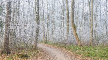 Sakin bir kış sahnesi ağaçların ve dalların narin bir buzla süslendiği bir ormanlık alanda büyülü bir kış harikalar diyarı yaratıyor..