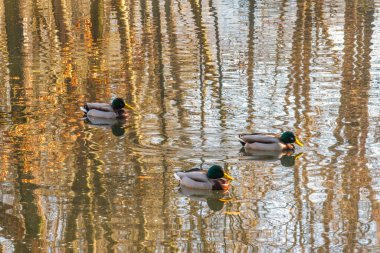 Ducks swim in pond, reflection of trees on the water.