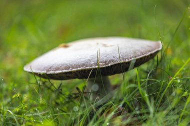 Çimenlerdeki yalnız mantarlar, doğanın güzelliği yumuşak, dağınık bir ışığın altında sergileniyor, doğal zarafetin huzurlu bir manzarasını yaratıyor. Ormanın cazibesini keşfet.