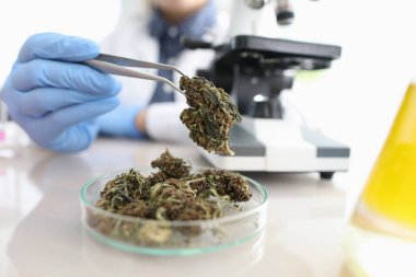 Kimyager lastik eldivenleri tutuyor. Cımbızla kimya laboratuarında kurutulmuş kenevir yaprakları tutuyor.