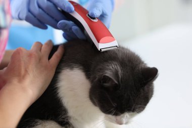 Groomer elektrikli makasla kediyi keser..