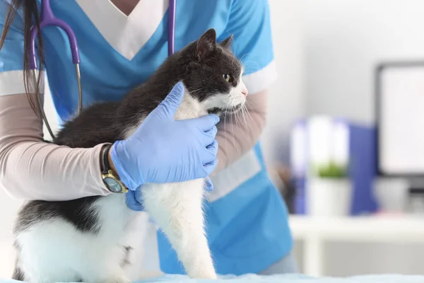 Veterinário no escritório examina o gato. — Fotografia de Stock