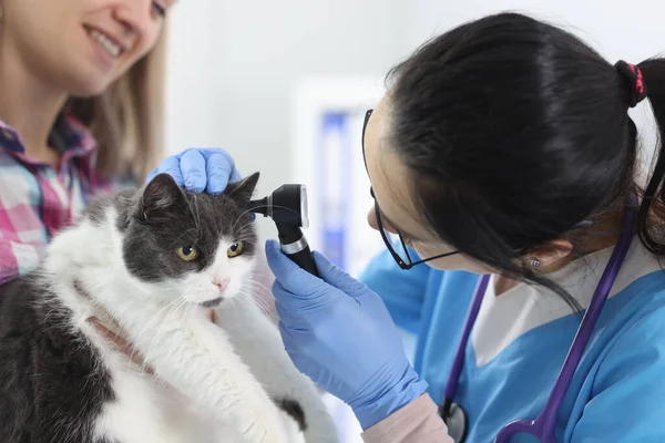 Veterinário examina o a gatos orelha closeup — Fotografia de Stock