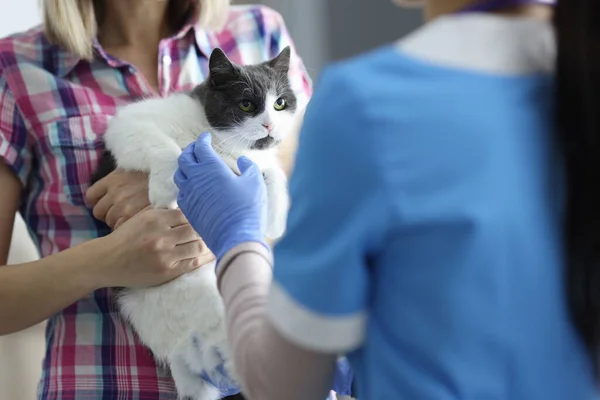 Gato foi trazido aos veterinários nomeação closeup — Fotografia de Stock