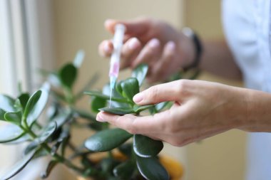 Şırınga bitkinin sapına enjekte edilir..