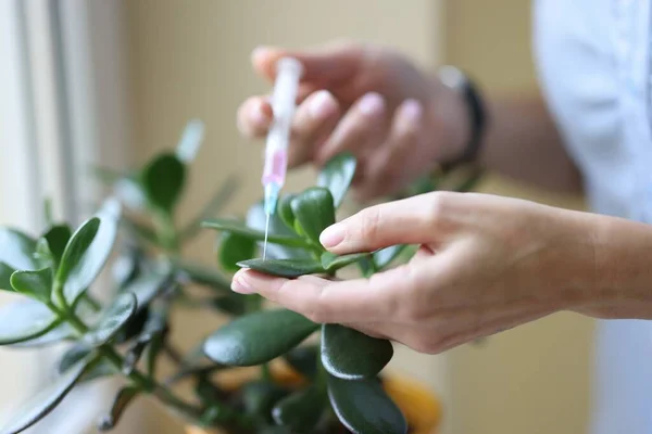 Syringe is injected into stem of the plant. — Stock Image Syringe is injected into stem of the plant. Stock Picture
