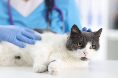 Lastik eldivenli doktor veteriner kliniğinin masasında kediyi okşuyor.