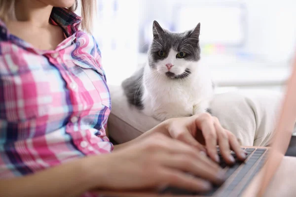 Cat siting on couch near woman with laptop at home — Stock Photo, Image