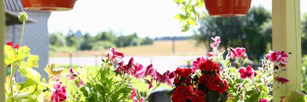 Bunte Topfpflanzen auf offener Terrasse des Hauses — Stockfoto