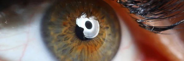Самка зелено-коричневого глаза крупным планом. — стоковое фото