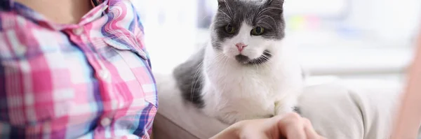 Chat assis sur le canapé près de la femme avec ordinateur portable à la maison — Photo