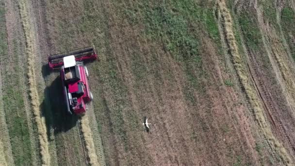Cosecha con cosechadora en un campo agrícola 4k película — Vídeos de Stock