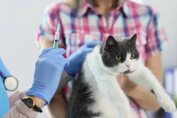 Veterinarian doctor in gloves gives an injection to cat