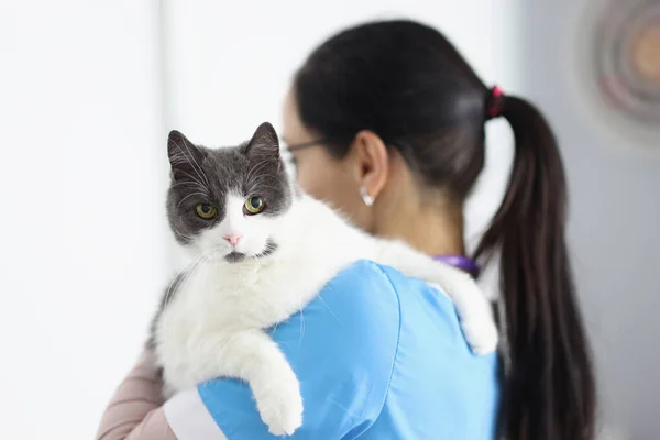 Veterinário médico está segurando gato em seus braços — Fotografia de Stock