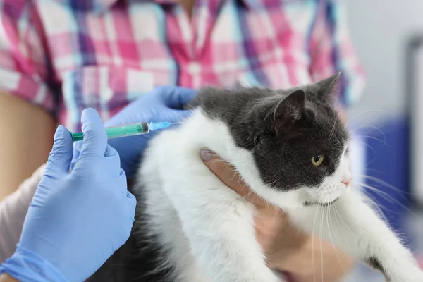 Médico veterinário dá uma injeção ao gato — Fotografia de Stock