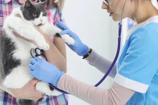 Mujer veterinaria en guante escuchando con estetoscopio gato — Foto de Stock
