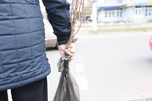 Anciano llevando plántulas de árbol en bolsa de plástico de cerca — Foto de Stock