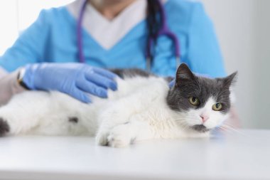 Koruyucu eldivenli veteriner klinikte evcil kediyi okşuyor.