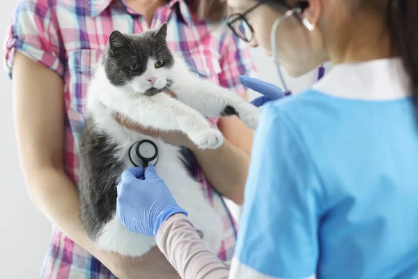 Vétérinaire écoute avec stéthoscope chat dans le bureau médical — Photo