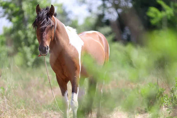 Trakehner cheval marche seul dans les pâturages gros plan — Photo