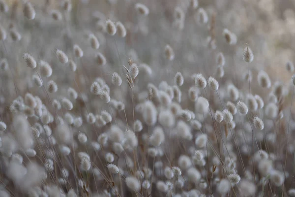 Planta de cereales en miniatura en el campo lagurus ovatus — Foto de Stock