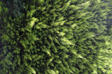 Hiç bitmeyen yeşil kozalaklı ağaç thuja arkaplanının yakın çekimi