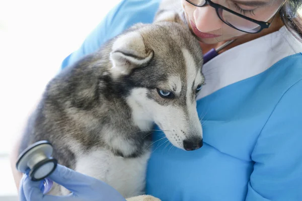 Doctor veterinarian holding sick dog and listening to it with stethoscope in clinic