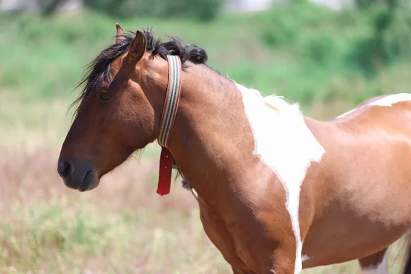 Cheval chauve sauvage se tient dans le pâturage vert — Photo