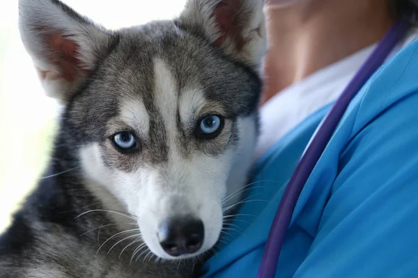 Veterinário está segurando belo cão husky com olhos azuis nos braços — Fotografia de Stock