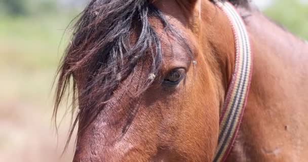 Vild häst av bay färg står i äng 4k film — Stockvideo