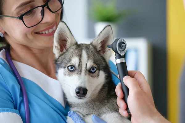 Veterinarian examining sore ear of dog using otoscope in clinic