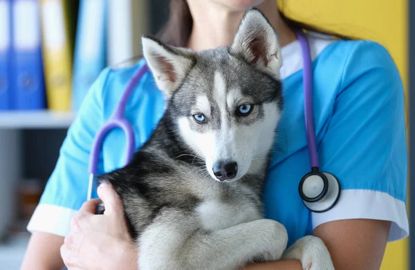 Veterinário médico fêmea está segurando pouco husky em braços closeup — Fotografia de Stock