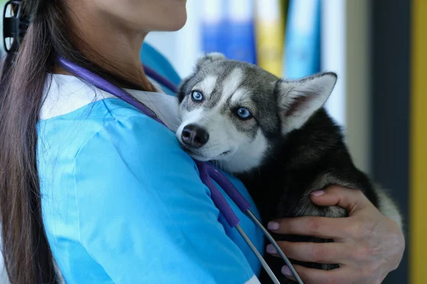 Veterinarian at reception is holding frightened little husky in arms