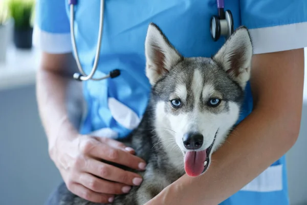 Όμορφος λίγο husky στο ραντεβού κτηνίατρο closeup — Φωτογραφία Αρχείου