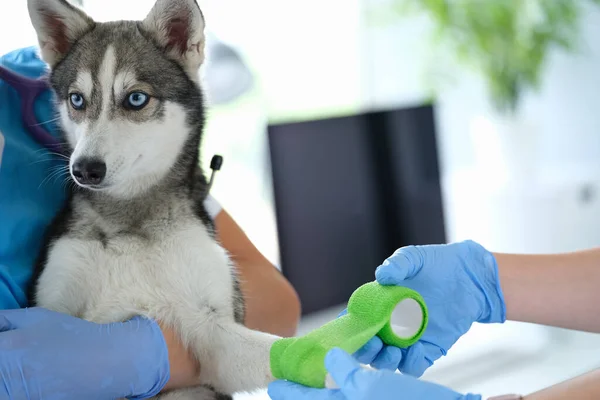 Médico veterinario vendaje perro roto pata en la clínica — Foto de Stock