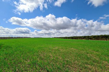 Çayırda büyüyen yeşil çimenler Bulutlu mavi gökyüzüne karşı