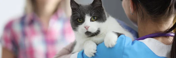 Médico veterinario sostiene gato en sus brazos — Foto de Stock