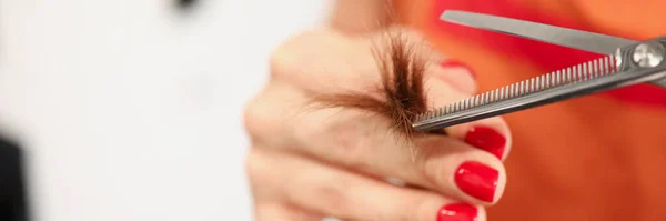 Mano di parrucchiere aster tiene doppie estremità e forbici — Foto Stock