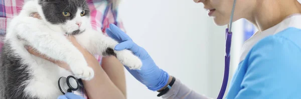Mujer veterinaria en guante escuchando con estetoscopio gato — Foto de Stock