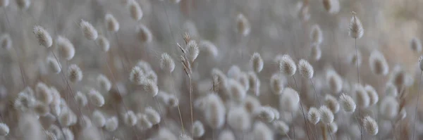 Impianto cerealicolo in miniatura in campo lagurus ovatus primo piano — Foto Stock