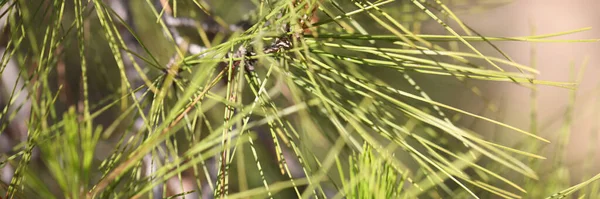 Ramos de agulhas sempre verdes na floresta closeup — Fotografia de Stock