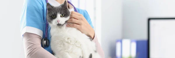 Veterinario está sosteniendo gato en su oficina — Foto de Stock