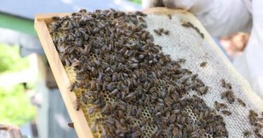 Arıcı elinde bal peteği dolu 4K film tutuyor.