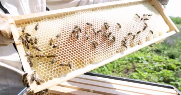 Beekeeper inspecting honeycomb frame at apiary 4k movie — Stock Video