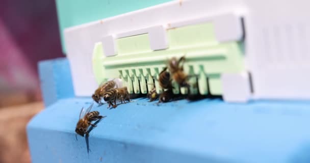 Miel de abejas volando fuera de su colmena de madera 4k película — Vídeos de Stock