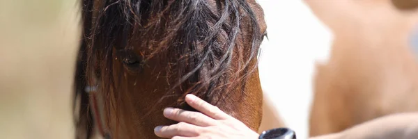 Homme caressant museau de cheval domestique avec sa main gros plan — Photo