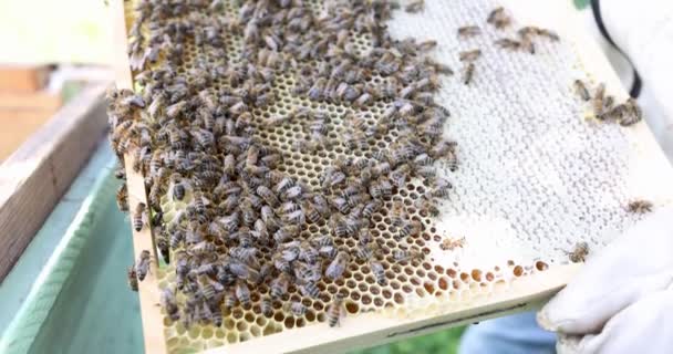 Beekeeper keeps honeycomb full of bees 4k movie — Stock Video