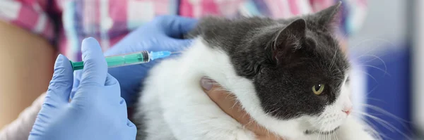 Médico veterinário dá uma injeção ao gato — Fotografia de Stock