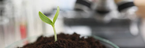 Petrischale mit grünem Jungkeim steht im Labor vor Mikroskop — Stockfoto